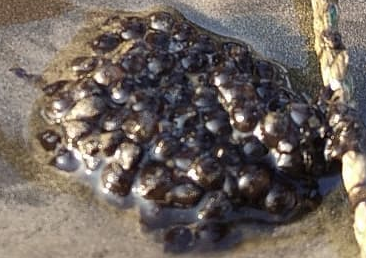 Marine Life at Juhu Koliwada