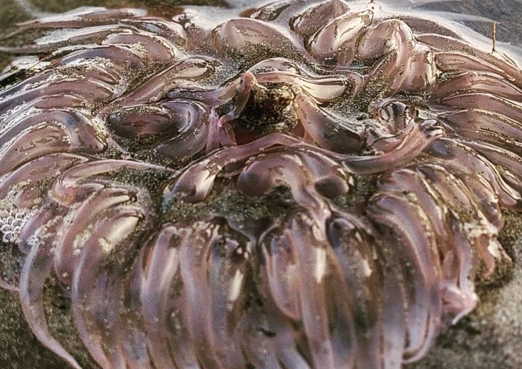 Marine Life at Juhu Koliwada