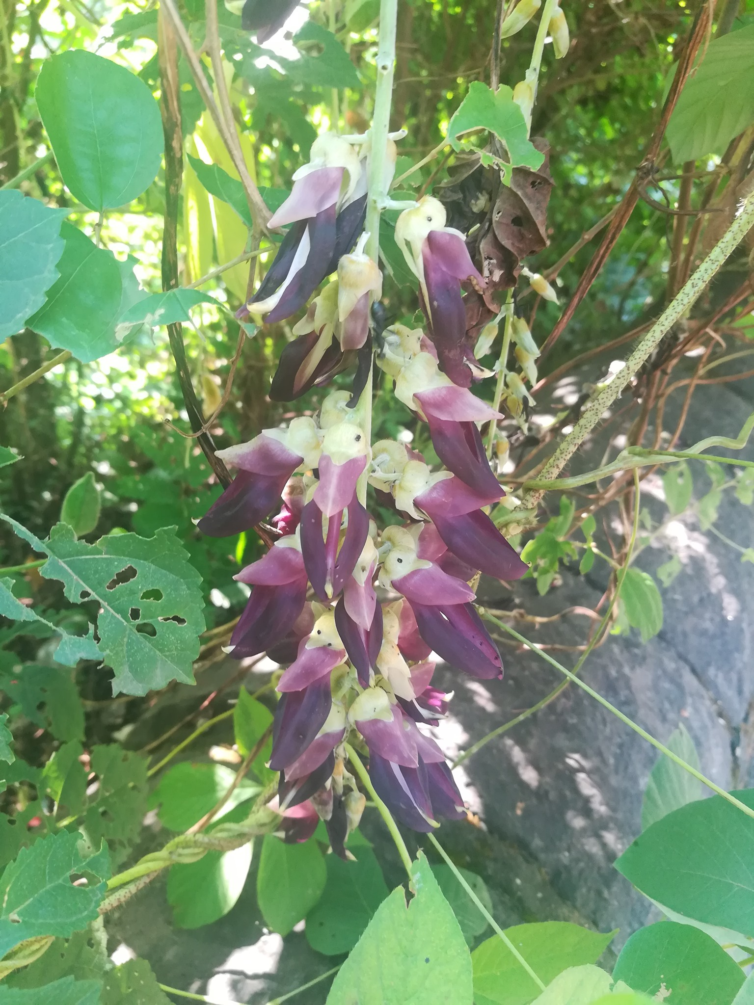 Green City Trail to Sion Fort