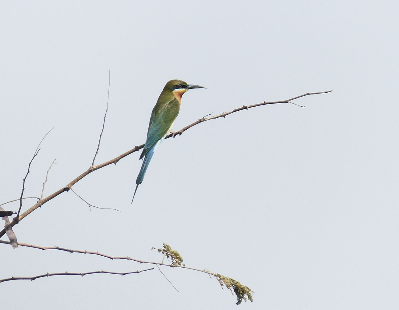 Kharghar Shrublands
