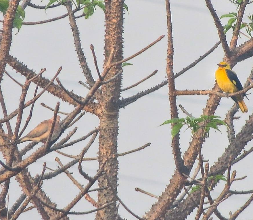 Kharghar Shrublands