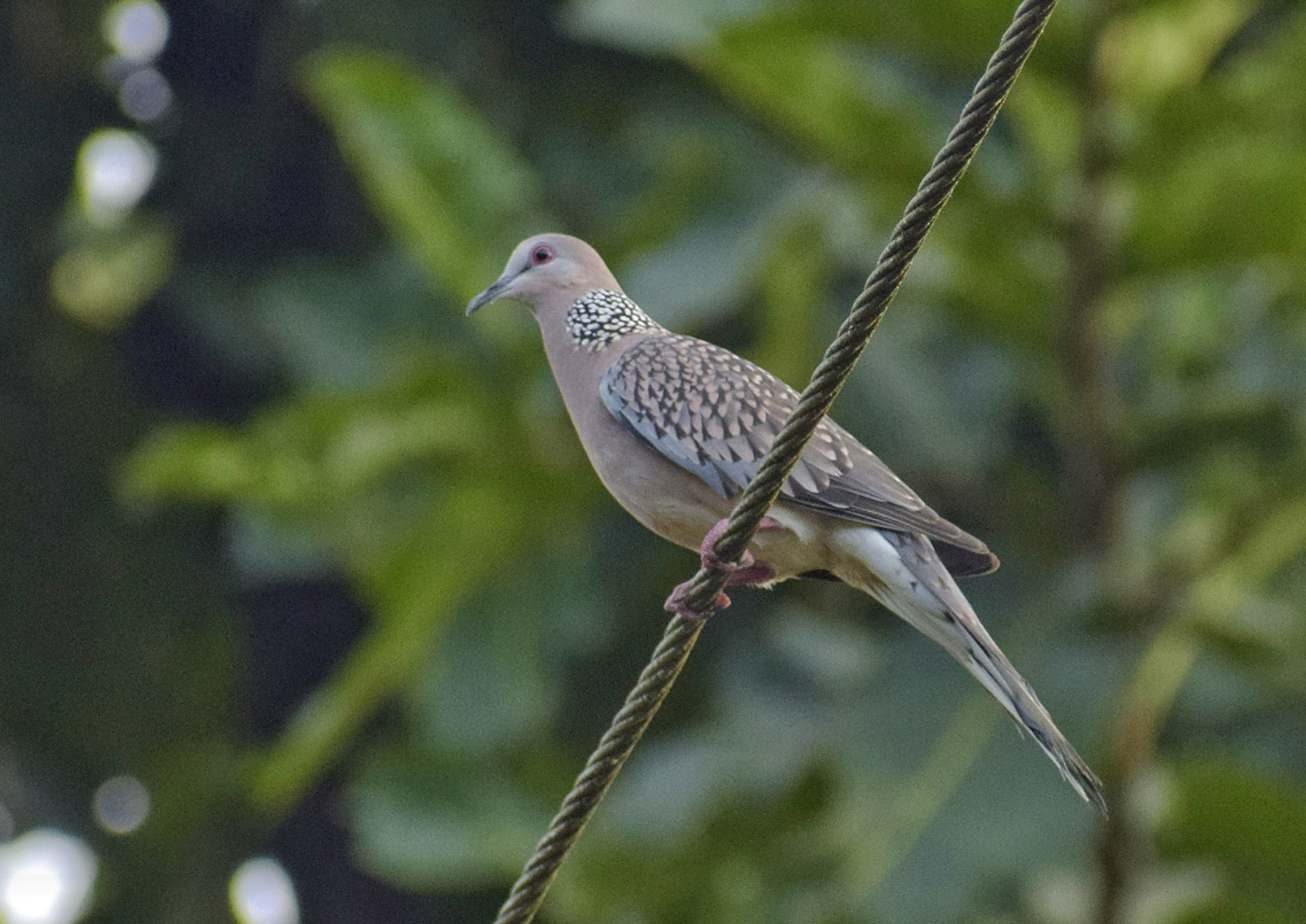 Koyna Wildlife Sanctuary