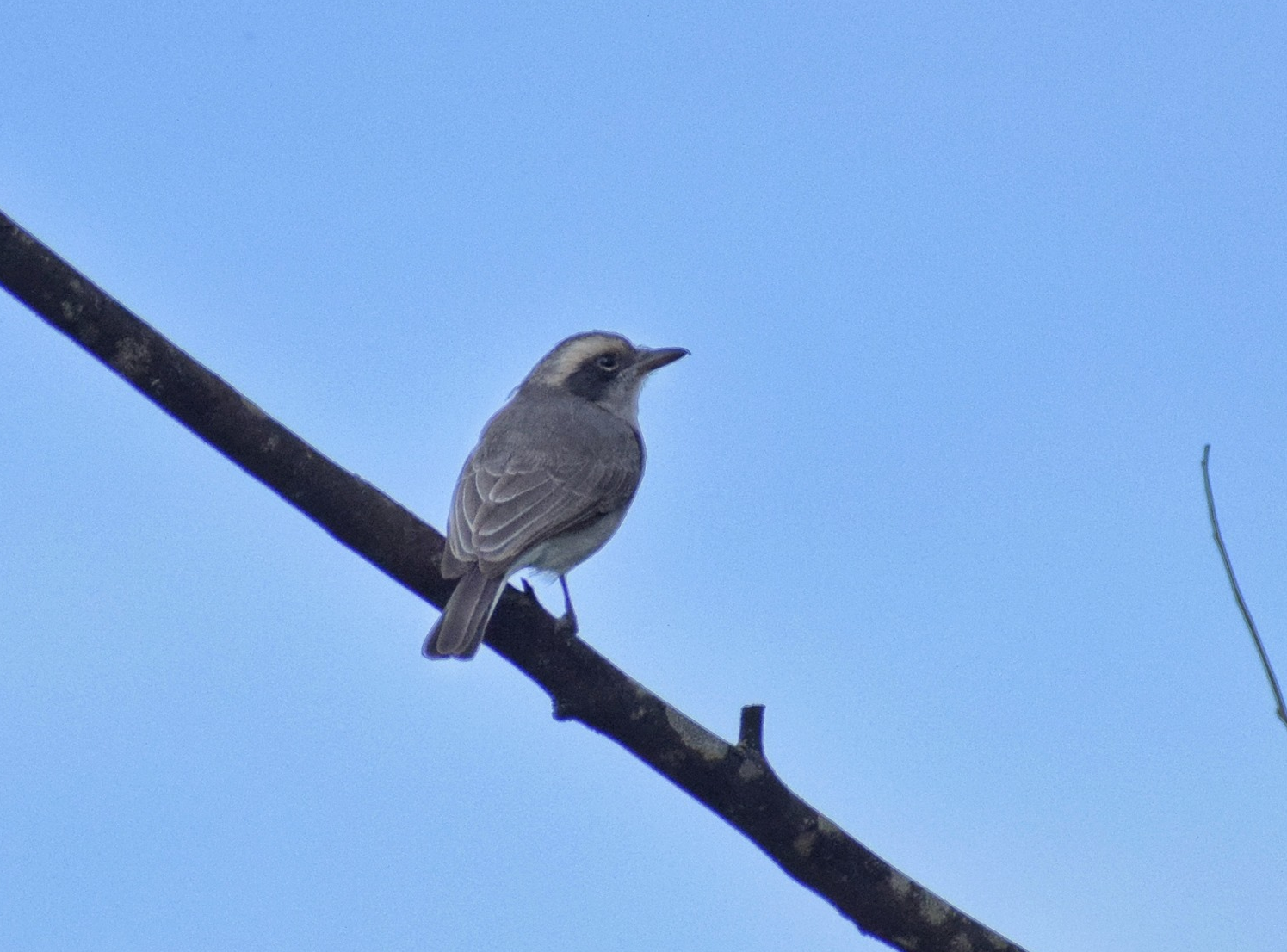 Koyna Wildlife Sanctuary