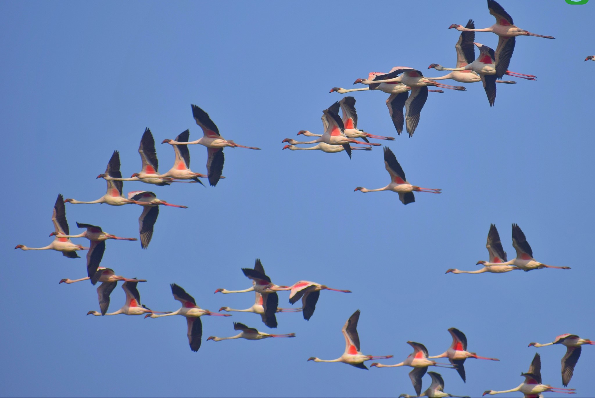 Birdwatching in Navi Mumbai