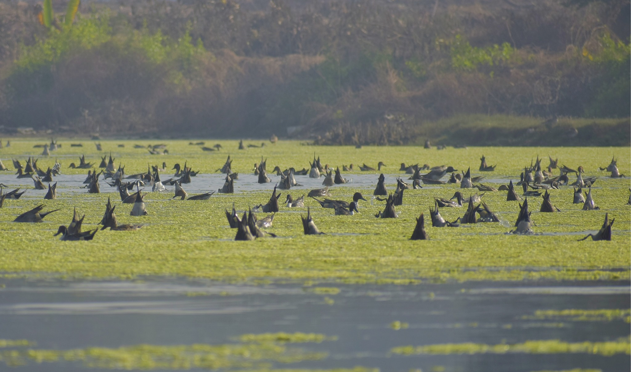 Birdwatching in Navi Mumbai