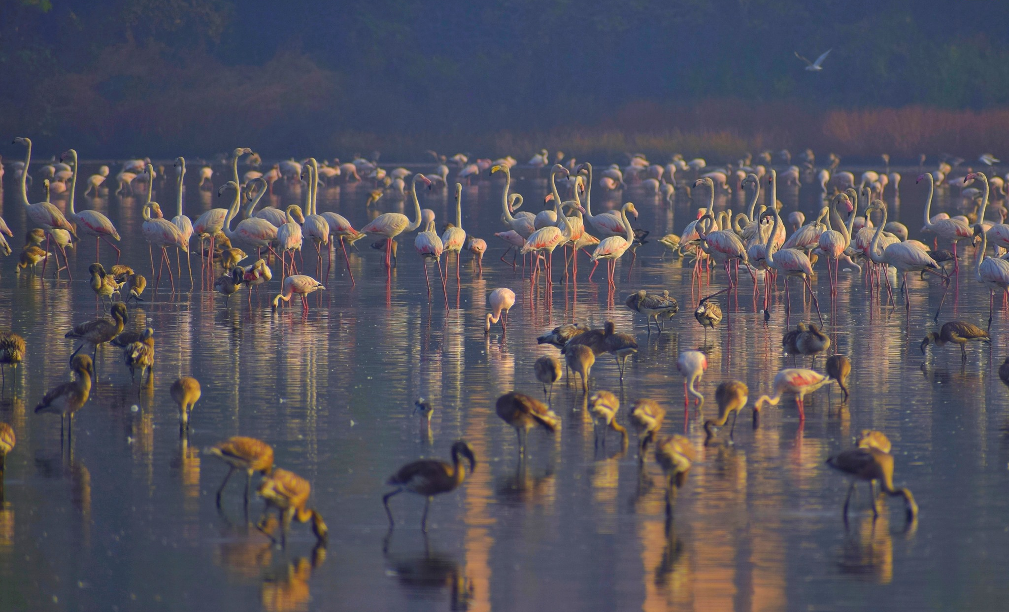 Birdwatching in Navi Mumbai