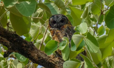 The Mottled Wood Owl peeking through a tree.