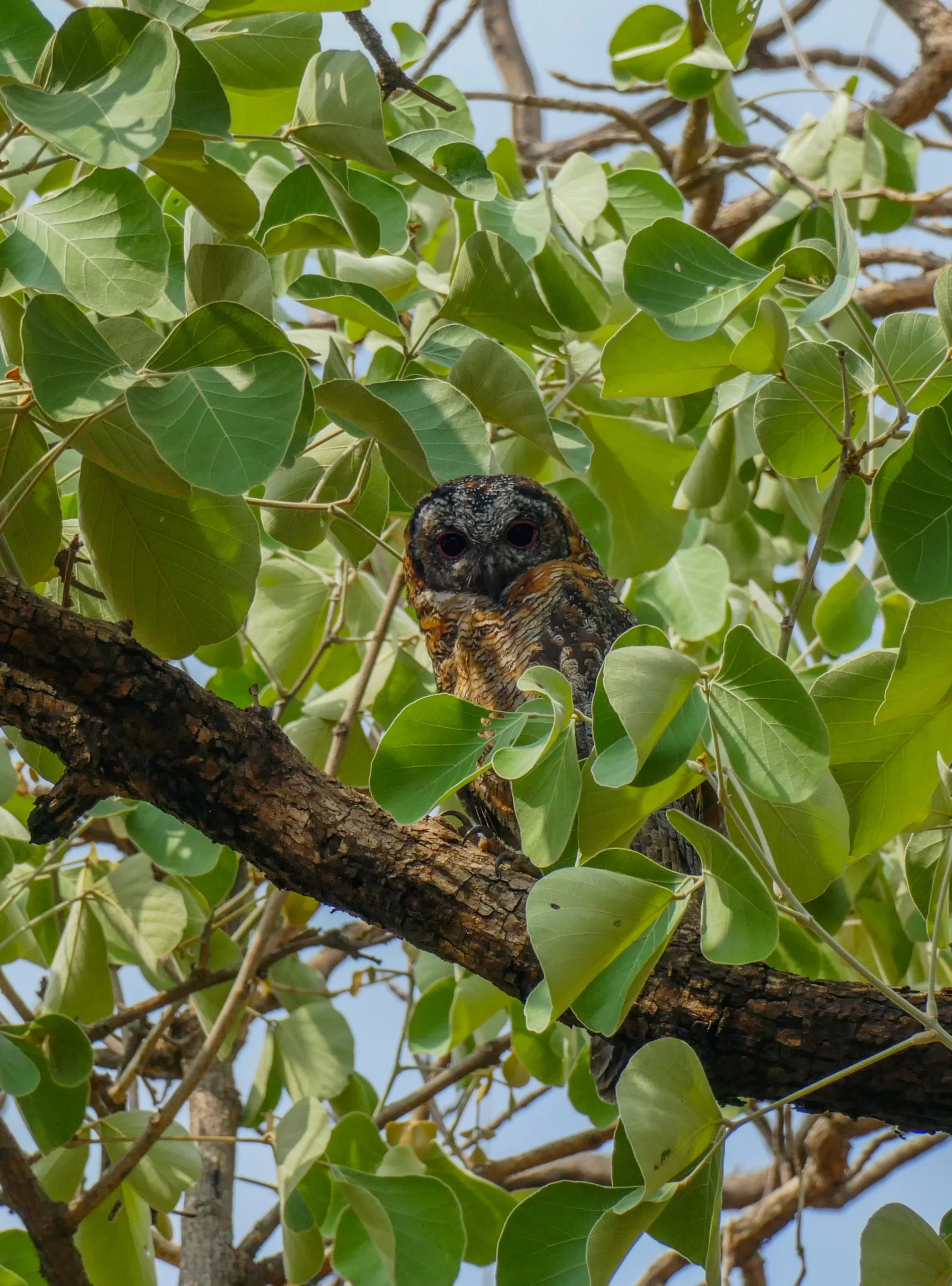 The Mottled Wood Owl peeking through a tree.