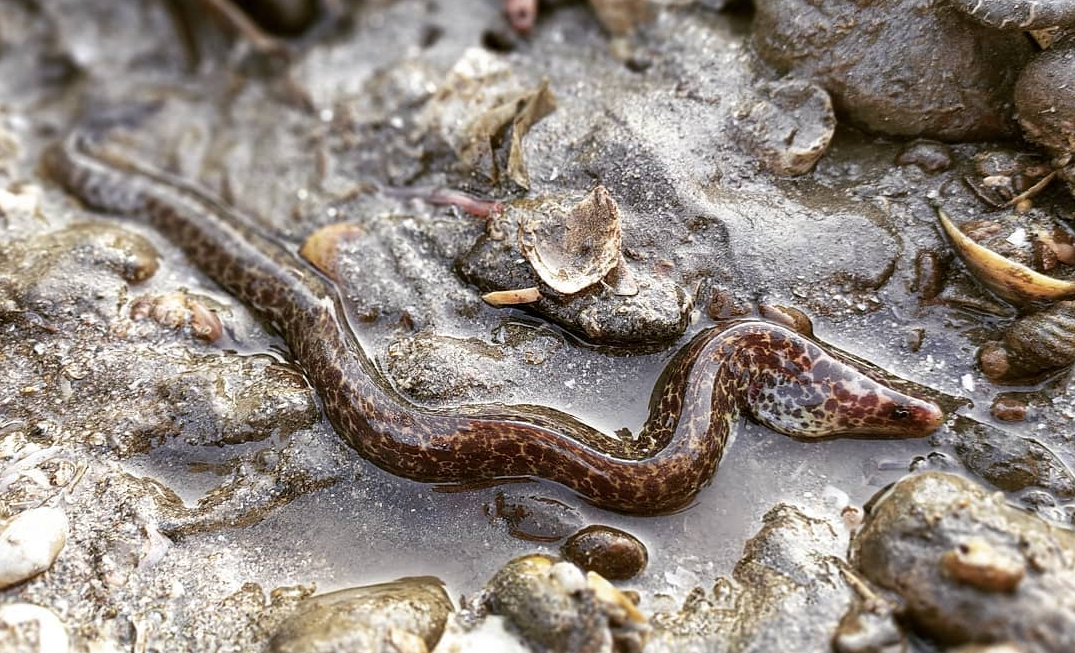 An Indian mud moray eel resting on a muddy, rocky shore in shallow water