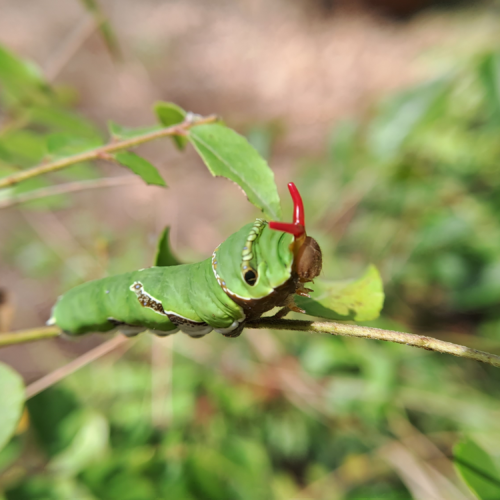 A butterfly caterpillar rested on a thin plant branch