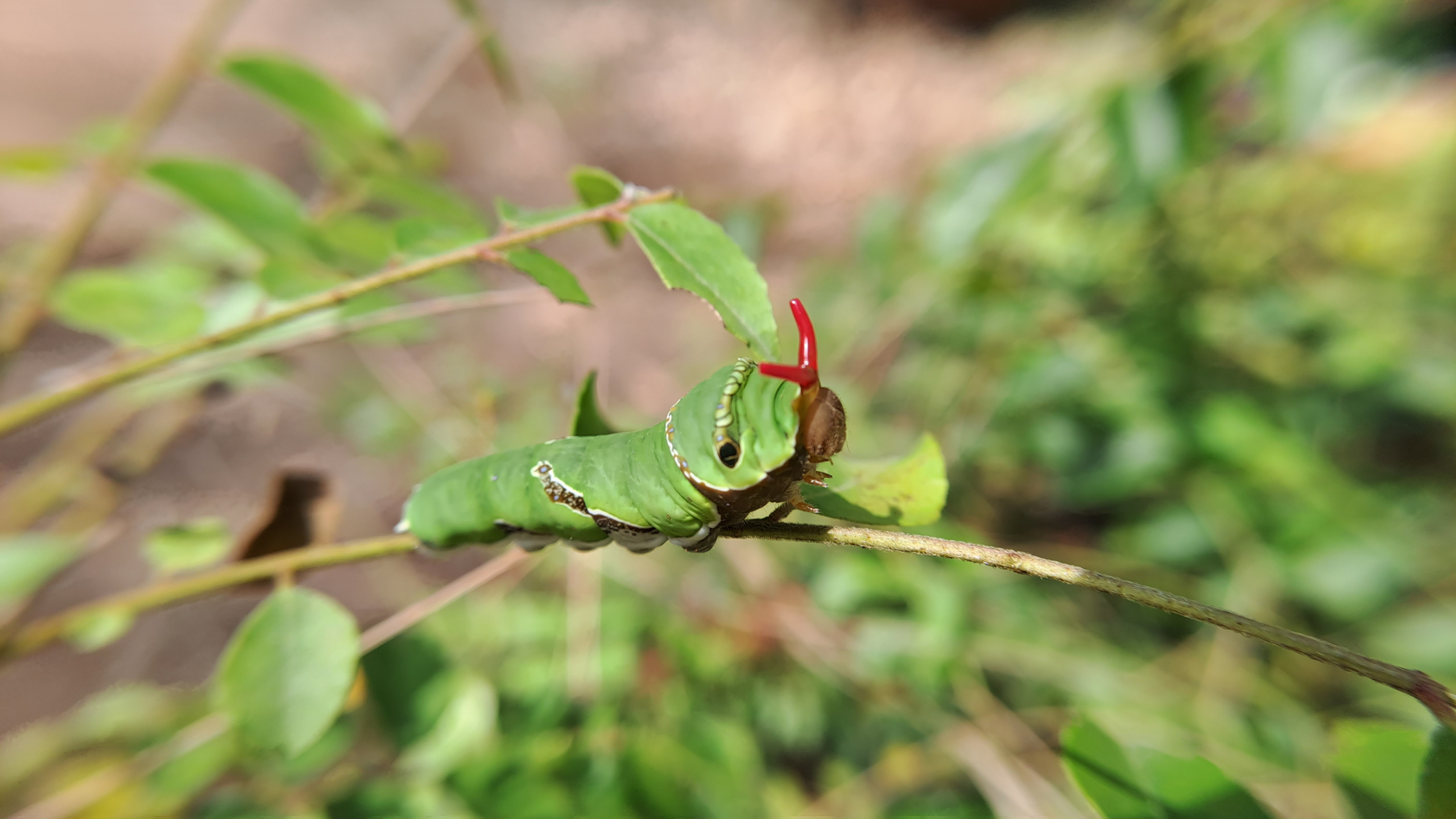 A butterfly caterpillar rested on a thin plant branch