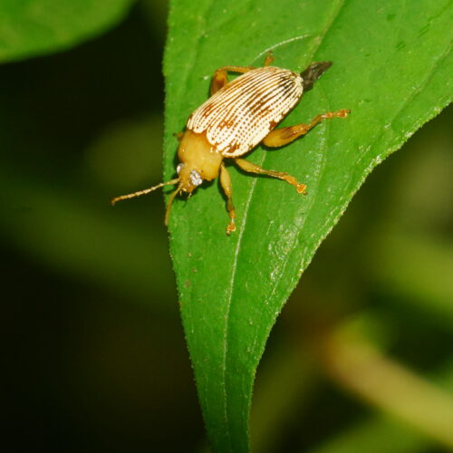 A striped brown and white leaf beetle on a green leaf