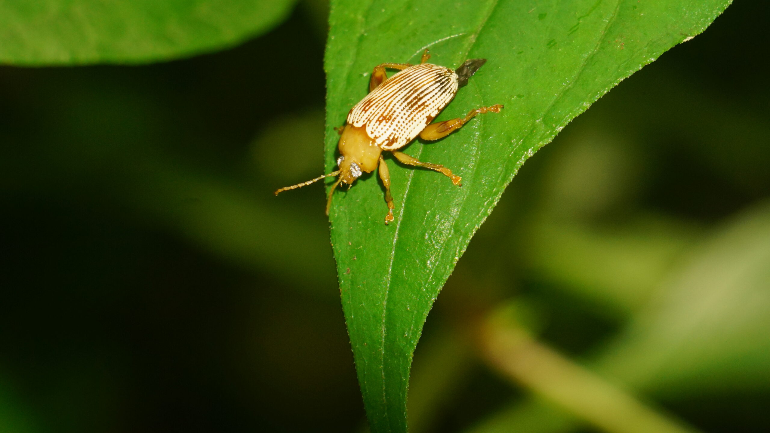 A striped brown and white leaf beetle on a green leaf