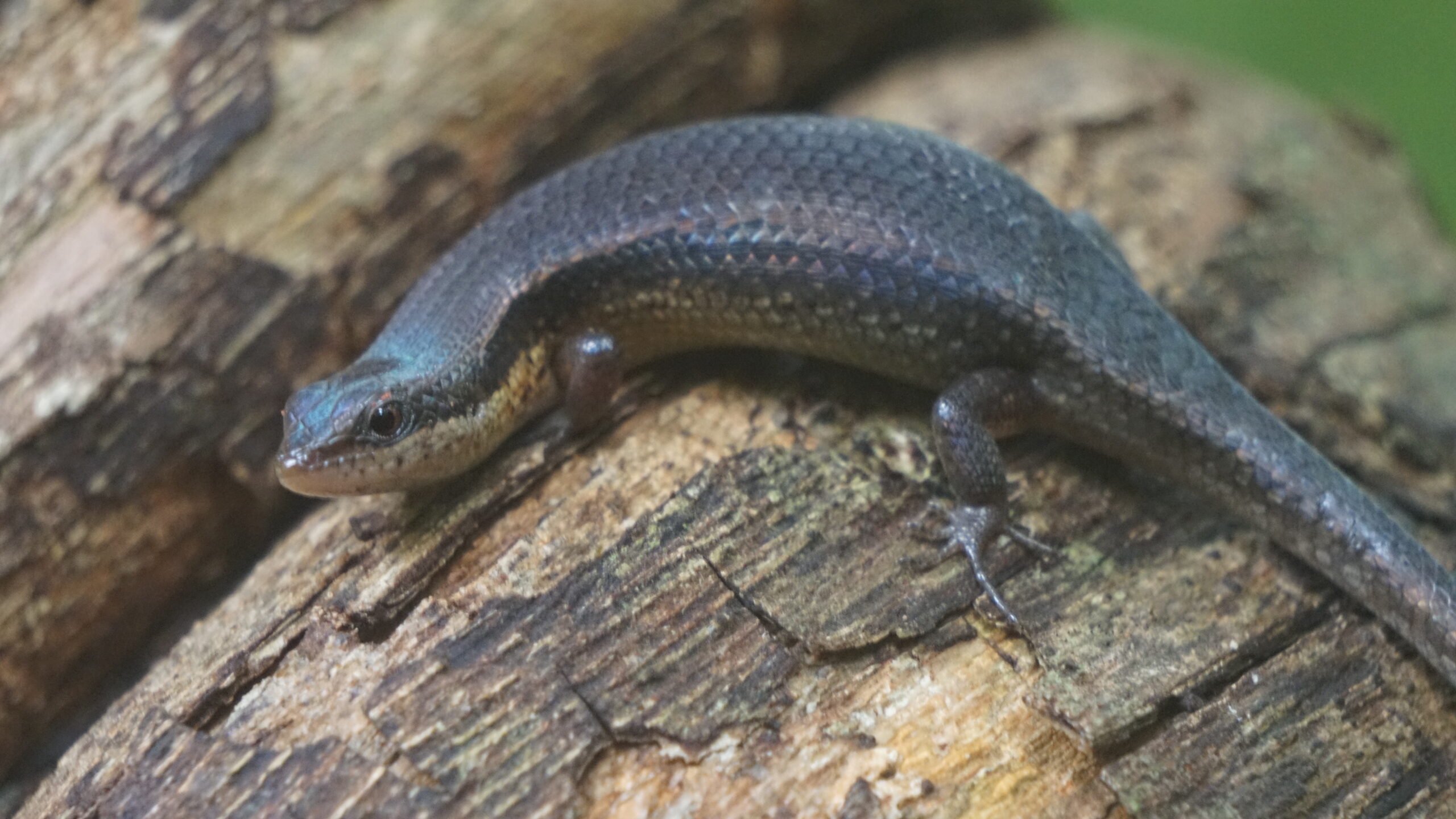 A brown and bronze grass skink resting on a damp wooden log