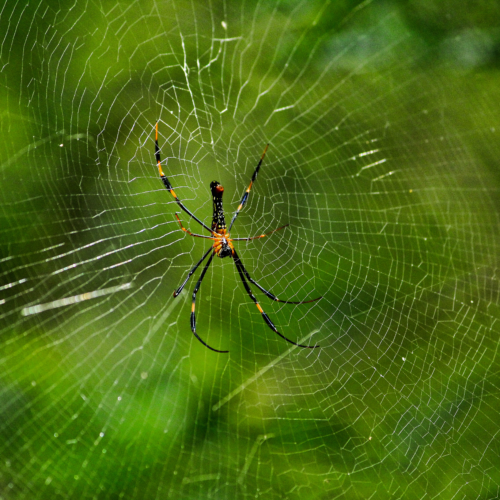A giant wood spider with a dark body and yellow-jointed legs hanging at the center of a web