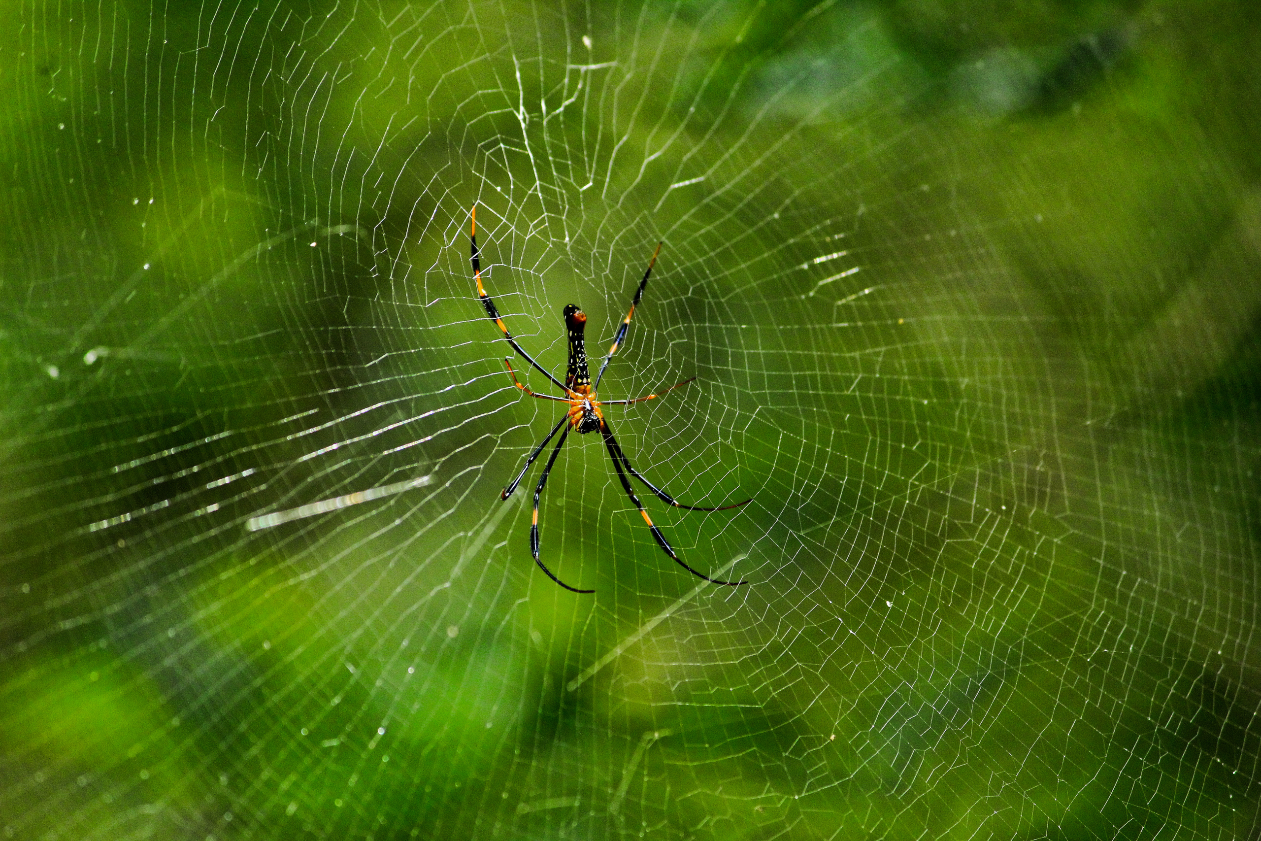 A giant wood spider with a dark body and yellow-jointed legs hanging at the center of a web