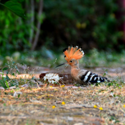 The Eurasian Hoopoe walking on the ground