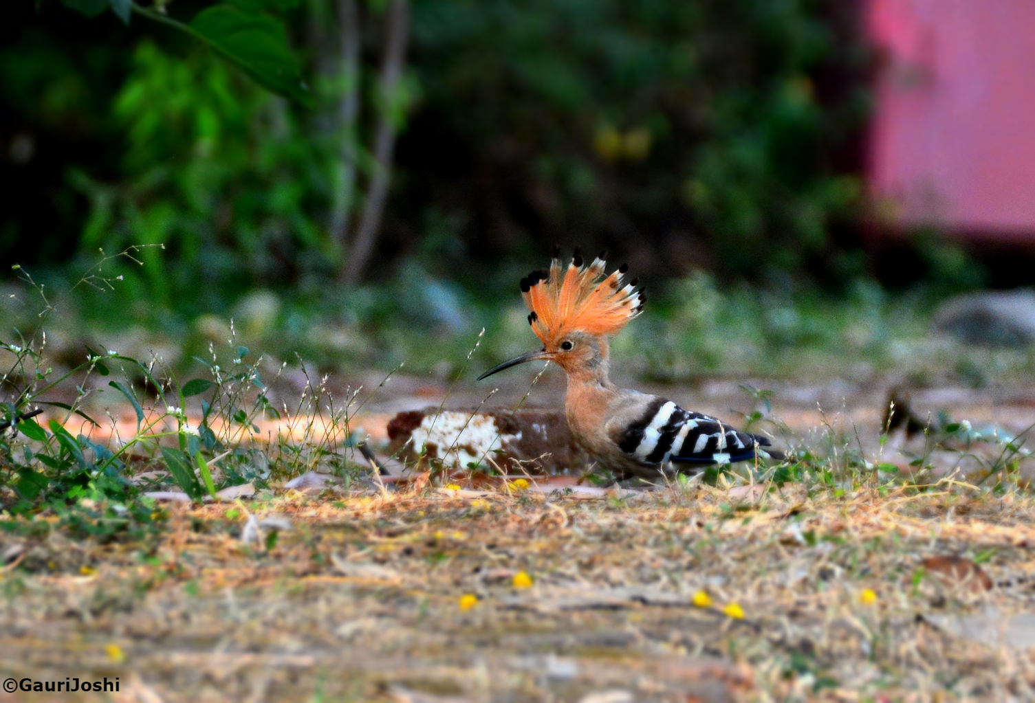 The Eurasian Hoopoe walking on the ground