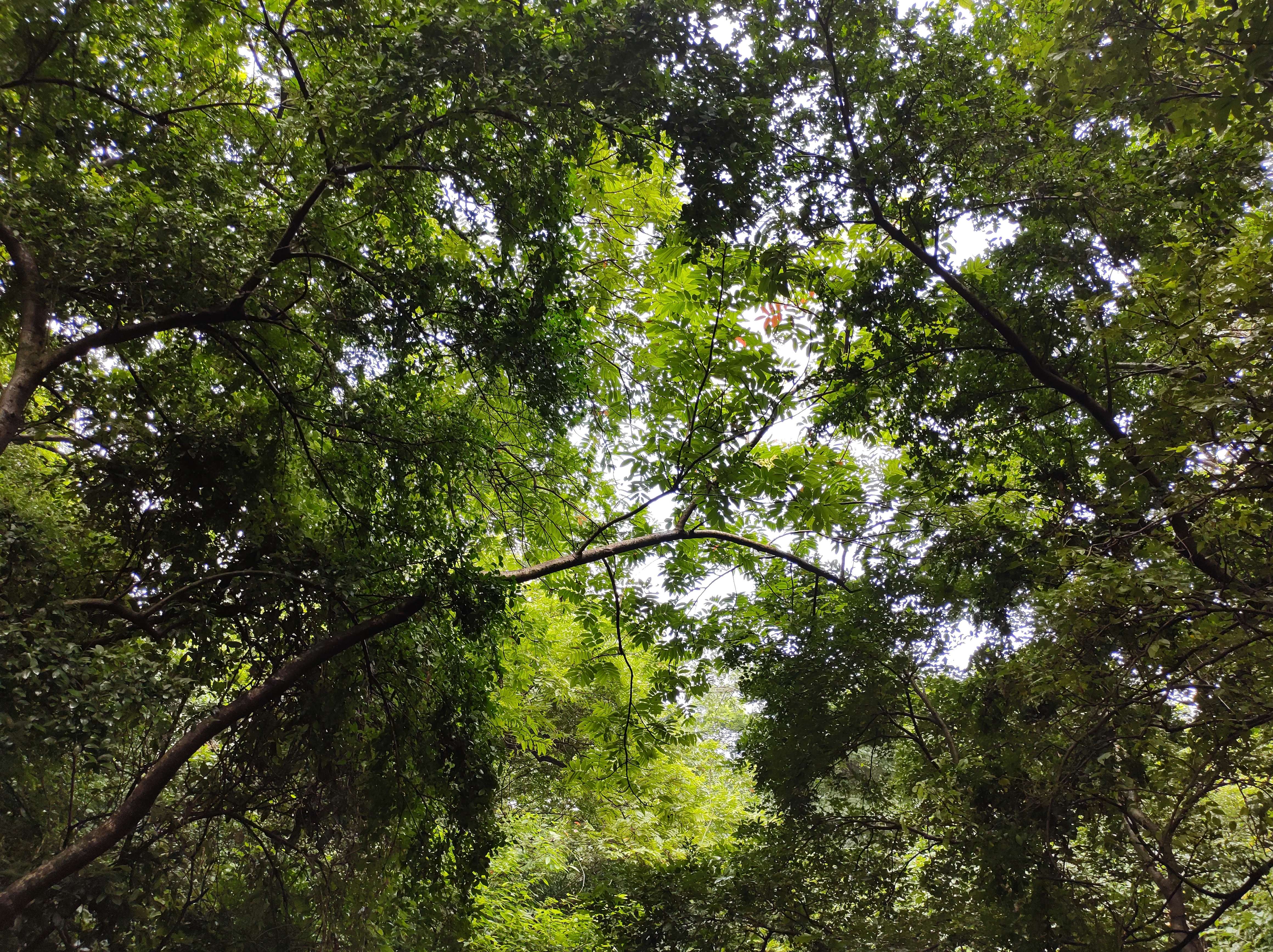 A canopy of trees with very little soothing sunlight peeking through