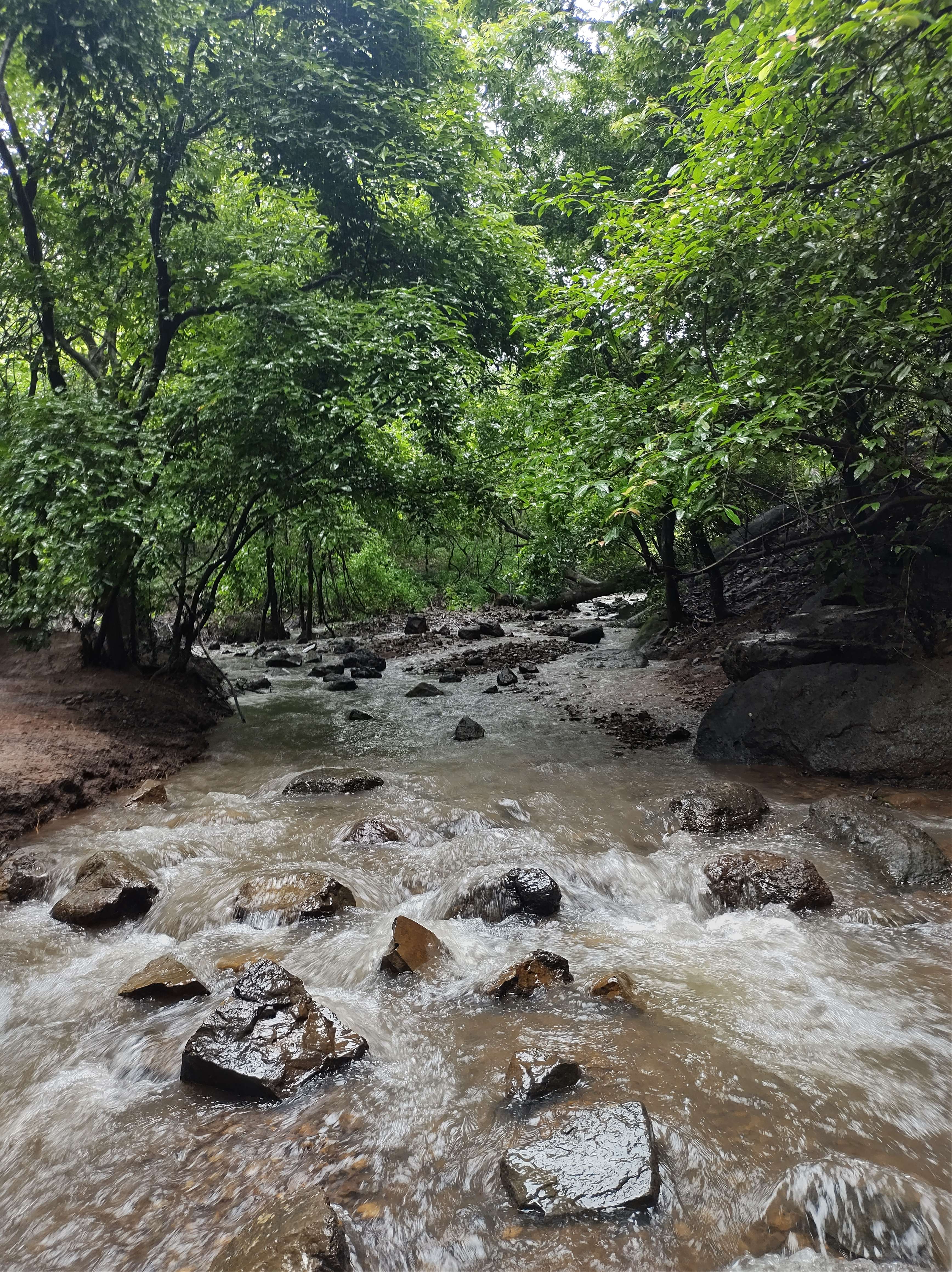 Water flowing amidst trees on both sides at BNHS