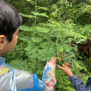 Two kids analyzing an orange peacock flower