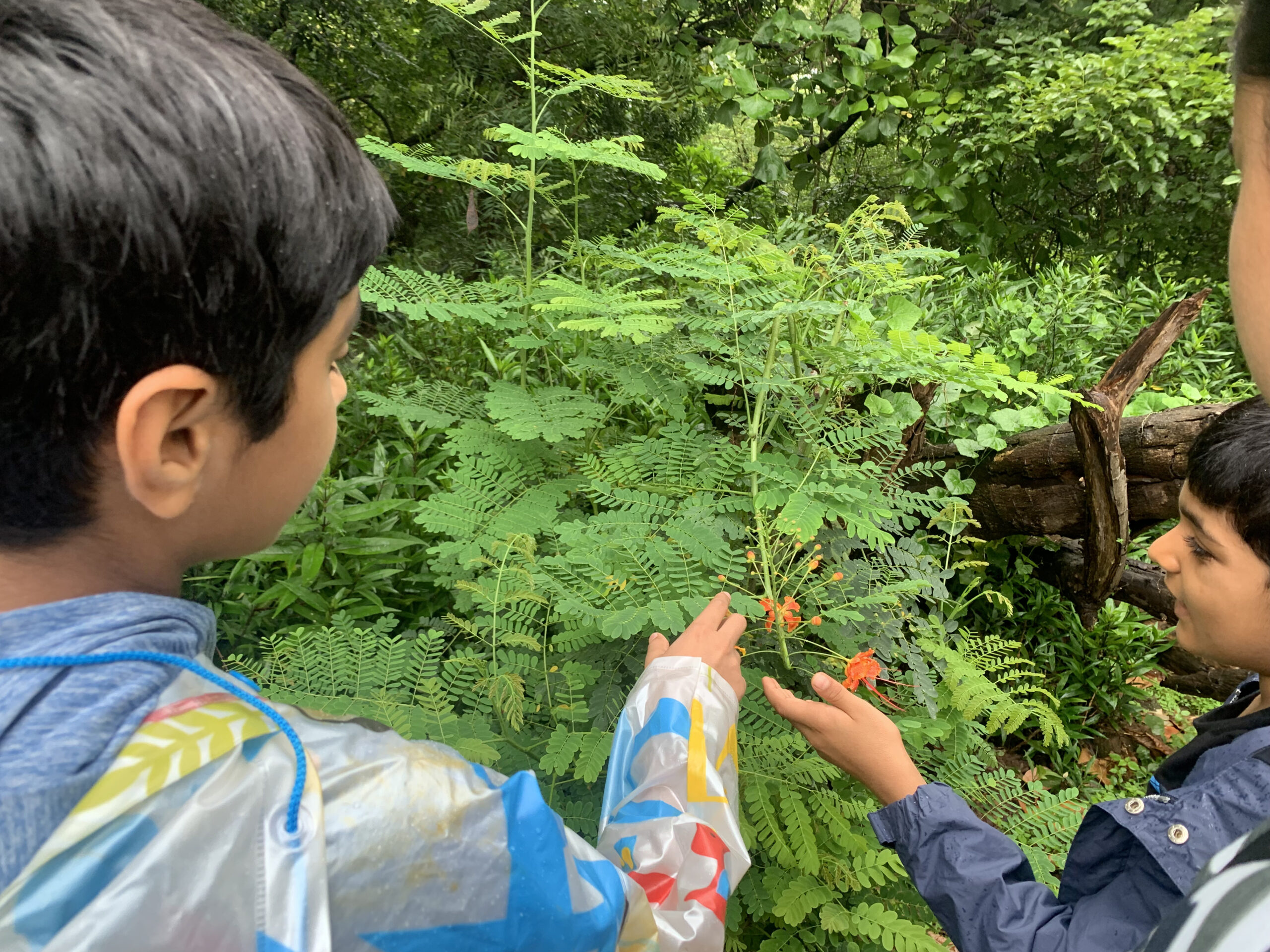 Two kids analyzing an orange peacock flower