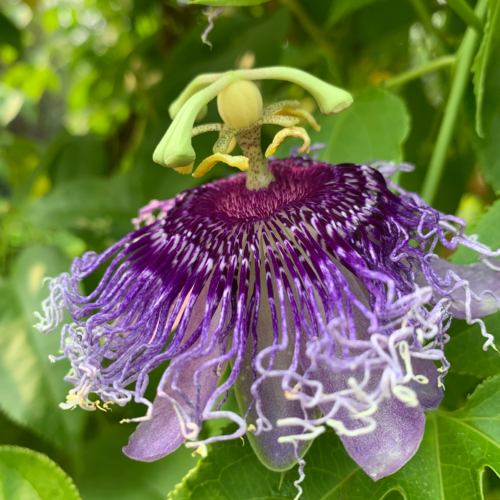 A Purple passion flower blooming on a green vine
