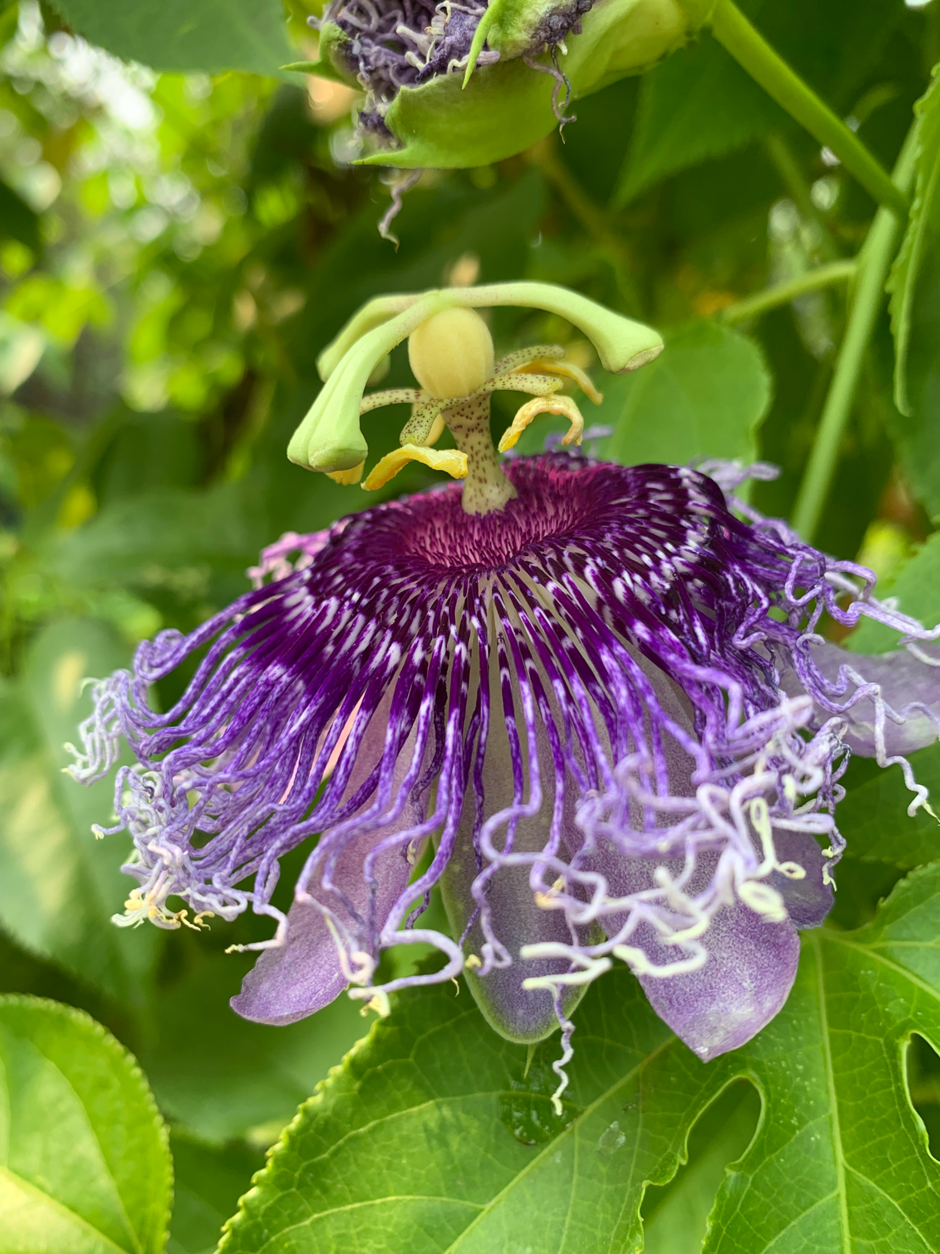 A Purple passion flower blooming on a green vine