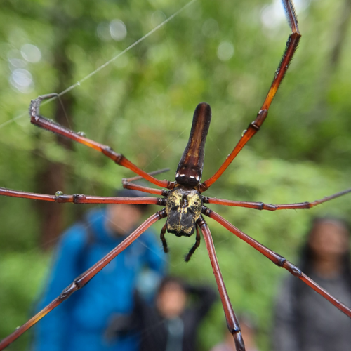 Giant Wood Spider at the center of a spider web
