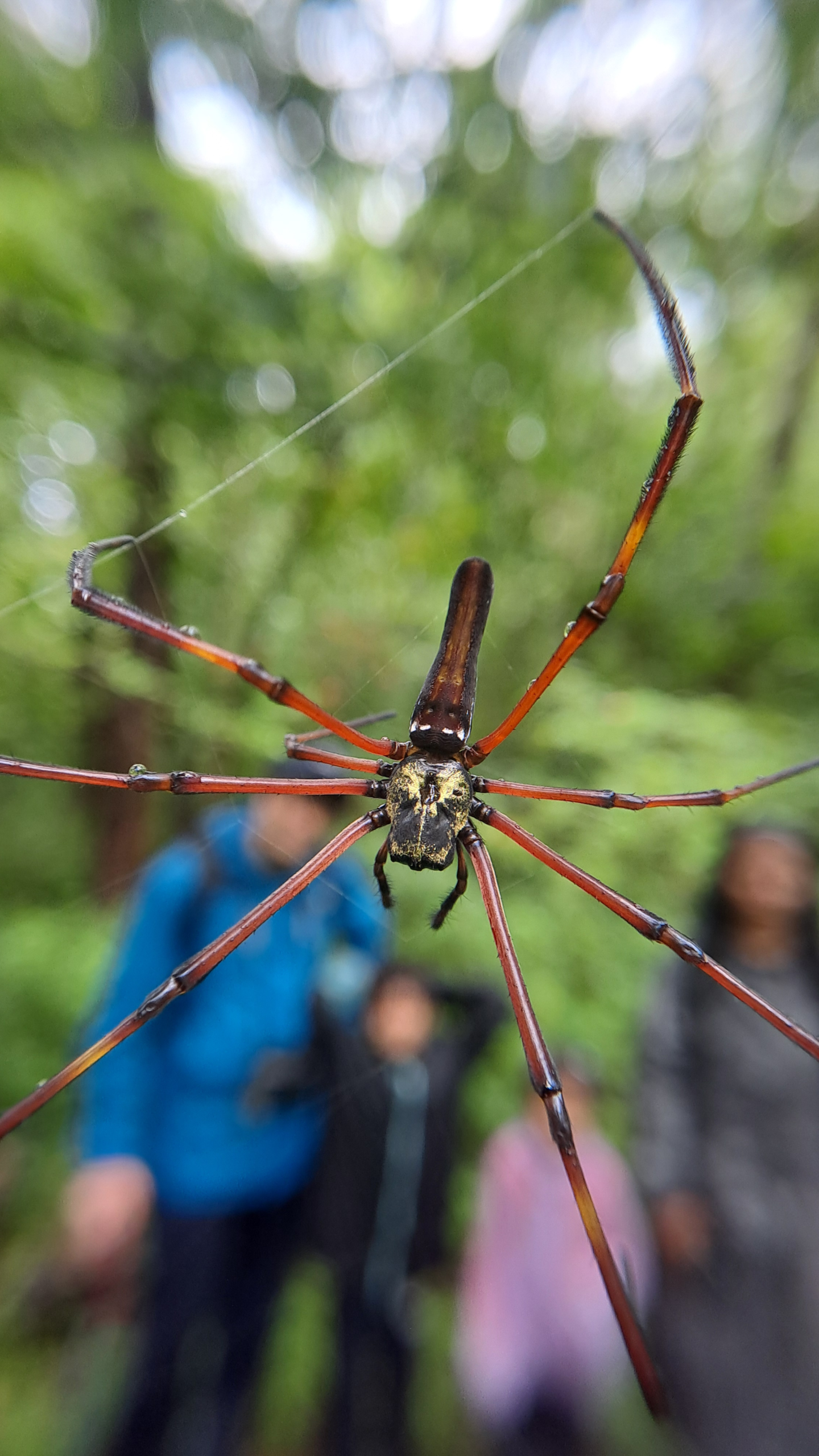 Giant Wood Spider at the center of a spider web
