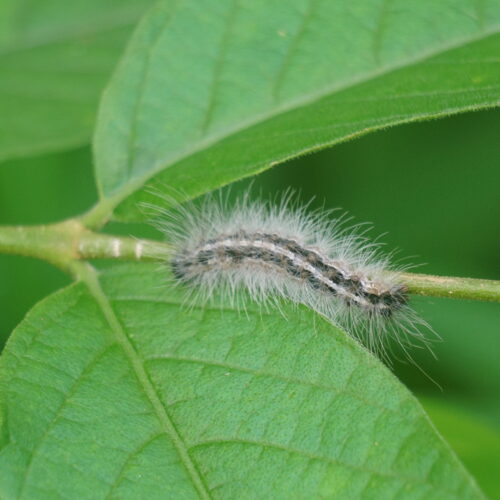 A hairy caterpillar with a black-and-white stripe crawling along a green plant stem