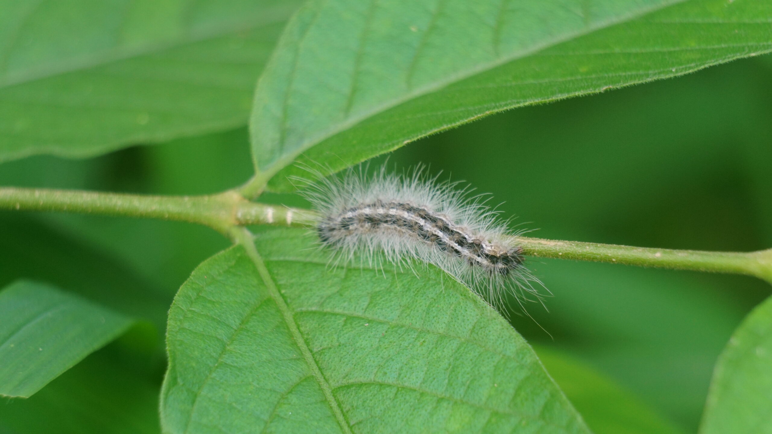 A hairy caterpillar with a black-and-white stripe crawling along a green plant stem