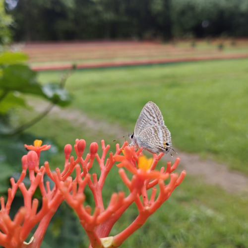 A Pea Blue butterfly perched on bright coral-orange flowers of a Buddha Belly plant