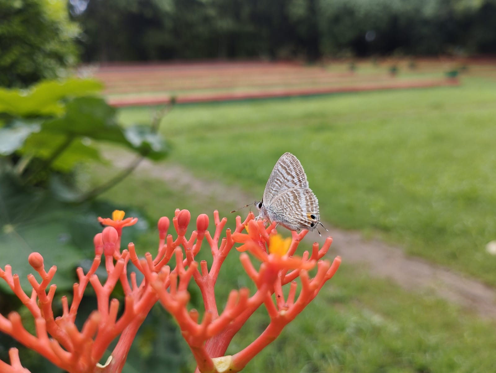 A Pea Blue butterfly perched on bright coral-orange flowers of a Buddha Belly plant