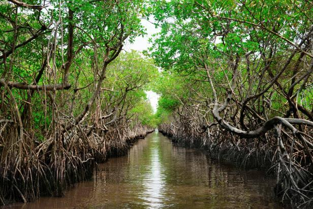 mangrove