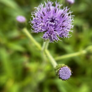IMG_7167
